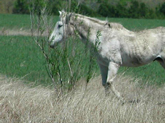 Georgetown, Texas - April 2003