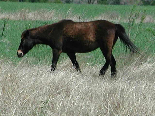 Georgetown, Texas - April 2003