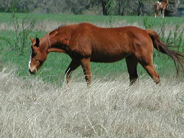 Georgetown, Texas - April 2003