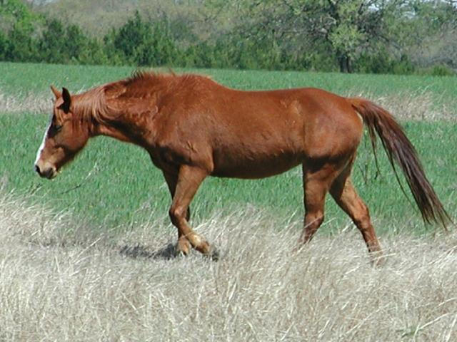 Georgetown, Texas - April 2003