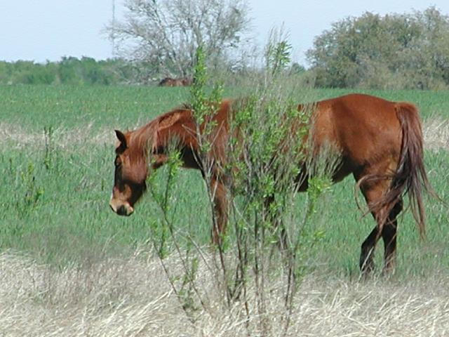 Georgetown, Texas - April 2003