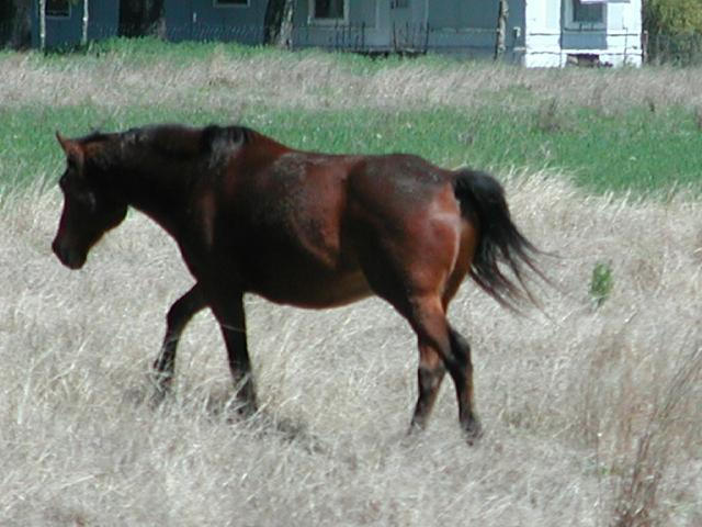 Georgetown, Texas - April 2003