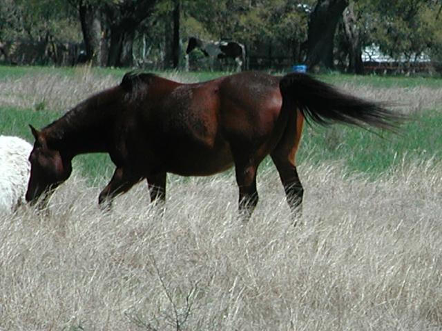 Georgetown, Texas - April 2003
