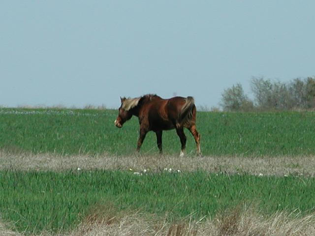 Georgetown, Texas - April 2003