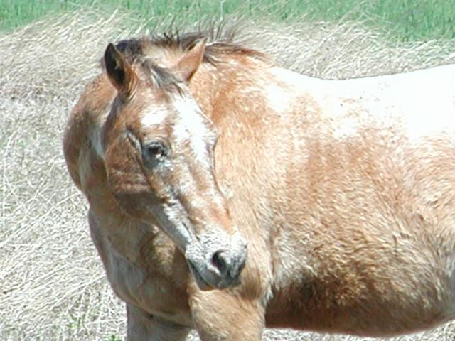 Georgetown, Texas - April 2003