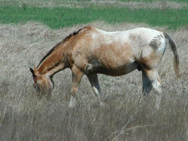 Georgetown, Texas - April 2003
