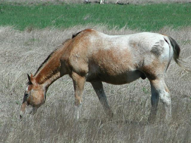 Georgetown, Texas - April 2003