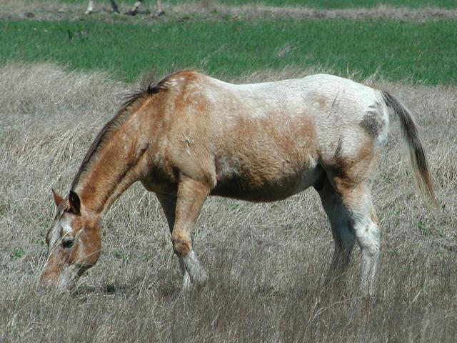 Georgetown, Texas - April 2003