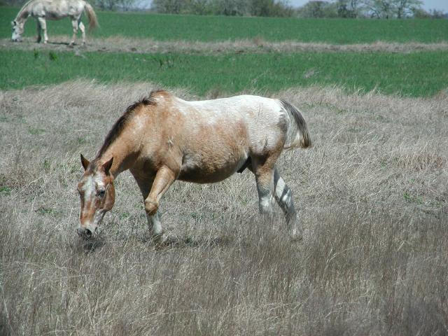 Georgetown, Texas - April 2003