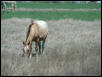 Georgetown, Texas - April 2003
