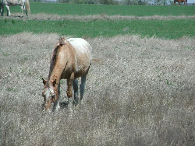 Georgetown, Texas - April 2003