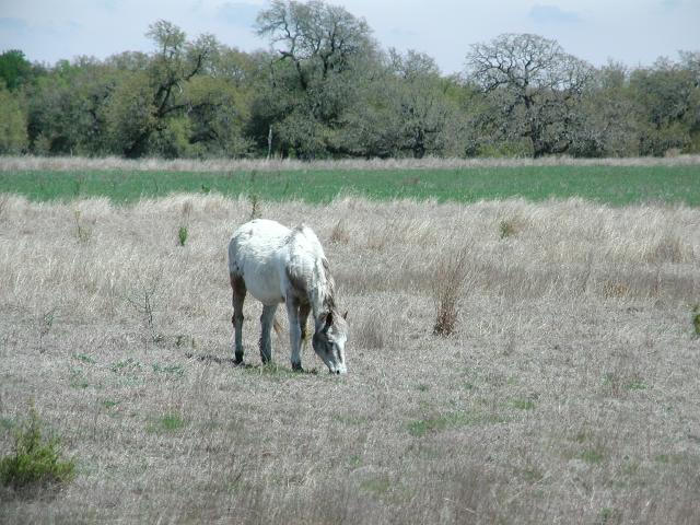 Georgetown, Texas - April 2003