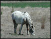 Georgetown, Texas - April 2003