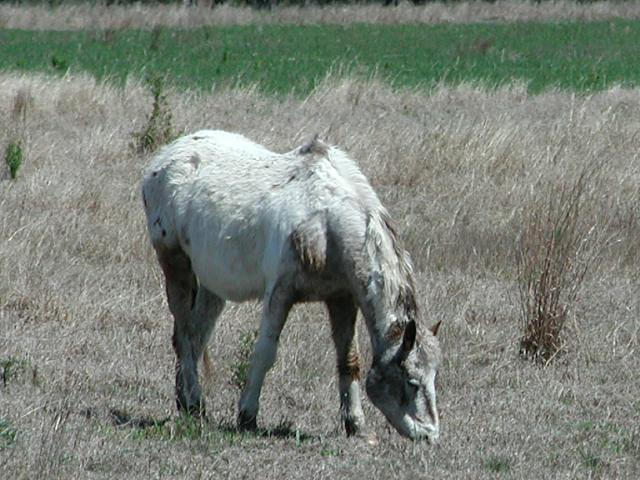 Georgetown, Texas - April 2003