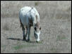 Georgetown, Texas - April 2003