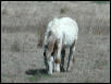 Georgetown, Texas - April 2003