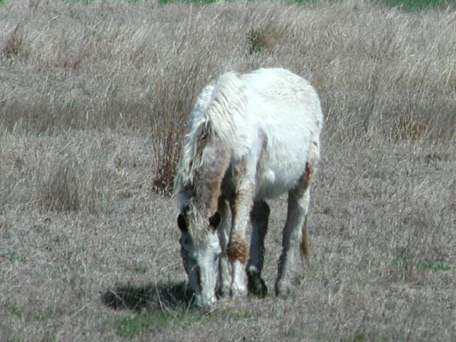 Georgetown, Texas - April 2003