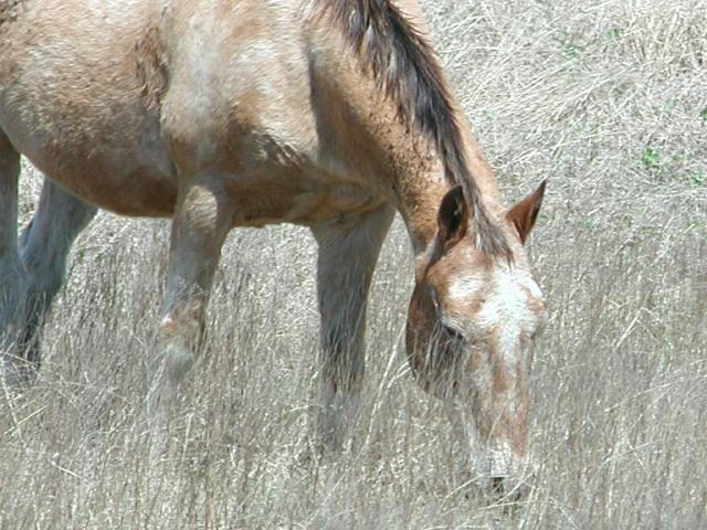 Georgetown, Texas - April 2003