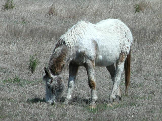 Georgetown, Texas - April 2003