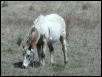 Georgetown, Texas - April 2003