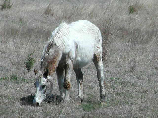 Georgetown, Texas - April 2003