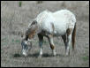 Georgetown, Texas - April 2003