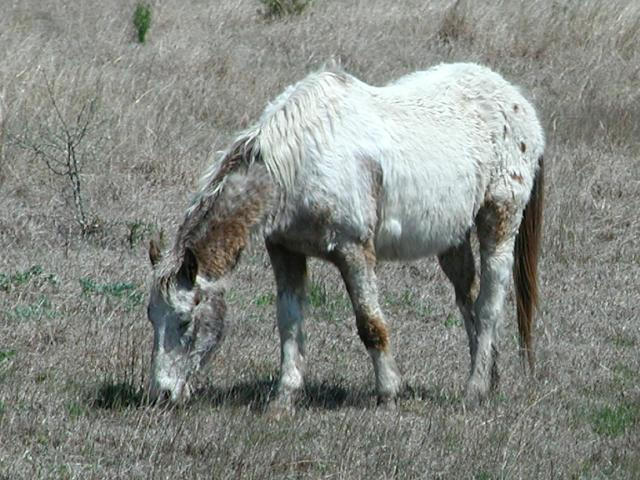 Georgetown, Texas - April 2003