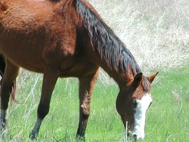 Georgetown, Texas - April 2003