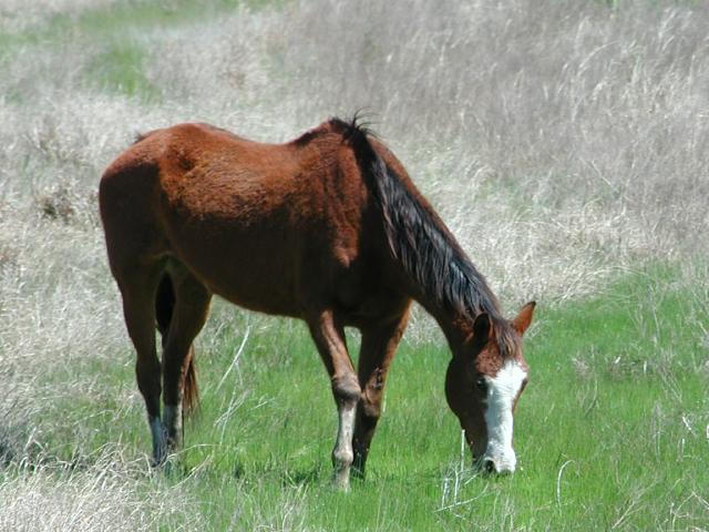 Georgetown, Texas - April 2003