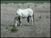 Georgetown, Texas - April 2003