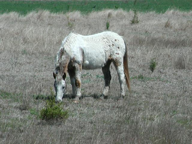 Georgetown, Texas - April 2003