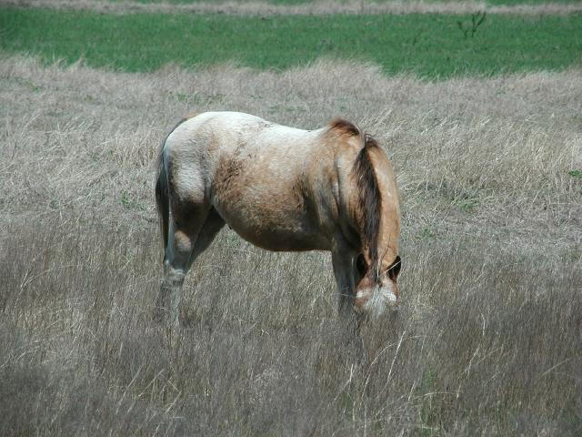 Georgetown, Texas - April 2003