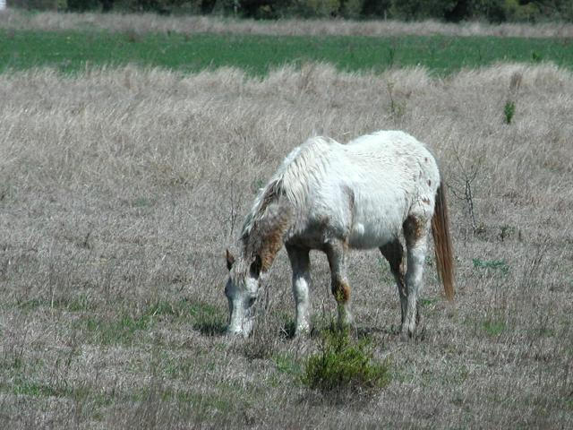 Georgetown, Texas - April 2003
