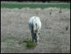 Georgetown, Texas - April 2003