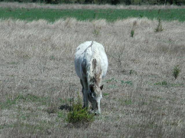 Georgetown, Texas - April 2003