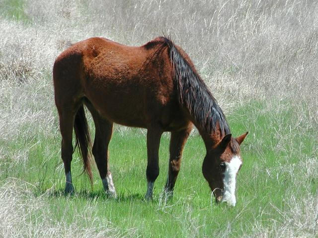 Georgetown, Texas - April 2003