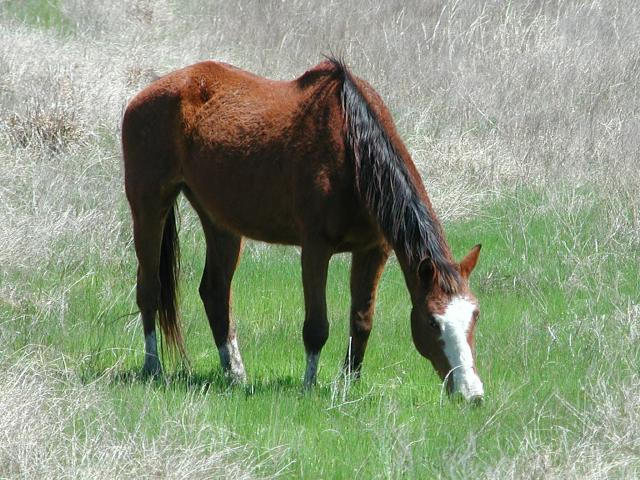 Georgetown, Texas - April 2003