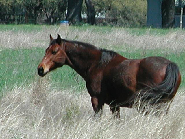 Georgetown, Texas - April 2003