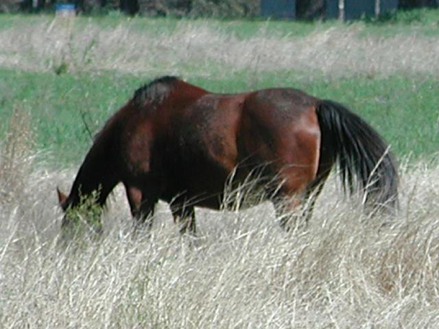 Georgetown, Texas - April 2003