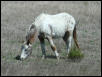 Georgetown, Texas - April 2003