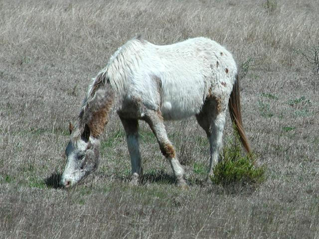 Georgetown, Texas - April 2003