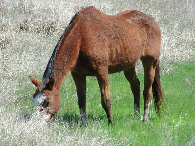 Georgetown, Texas - April 2003