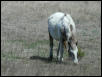 Georgetown, Texas - April 2003