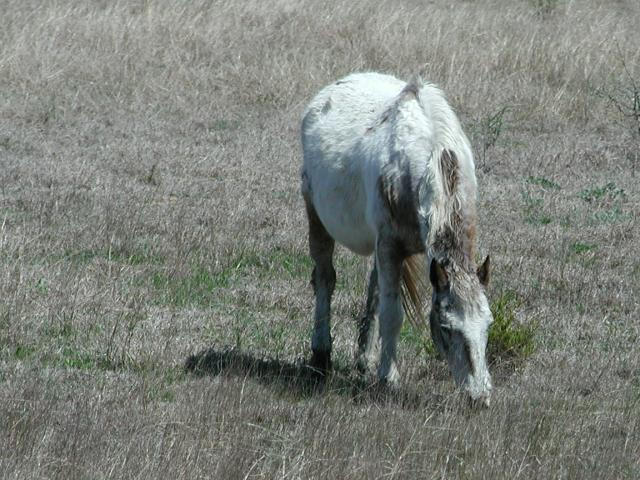 Georgetown, Texas - April 2003