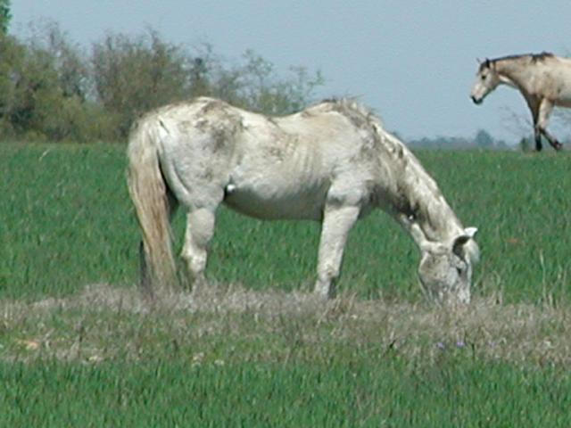 Georgetown, Texas - April 2003