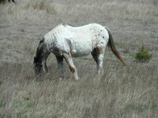 Georgetown, Texas - April 2003