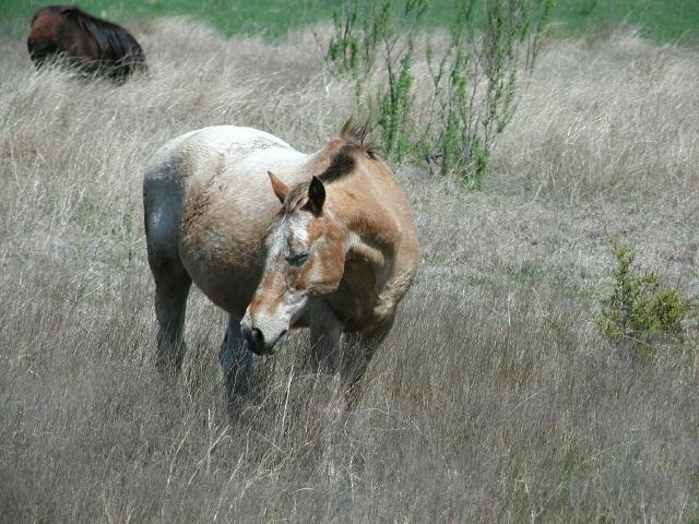 Georgetown, Texas - April 2003
