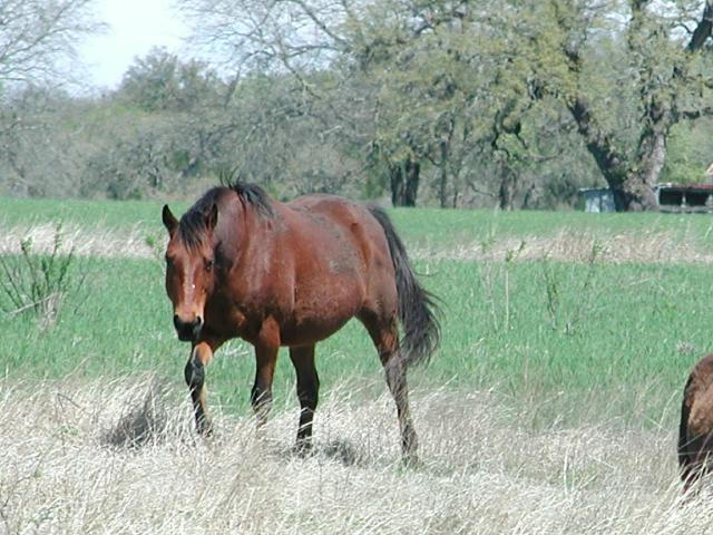 Georgetown, Texas - April 2003