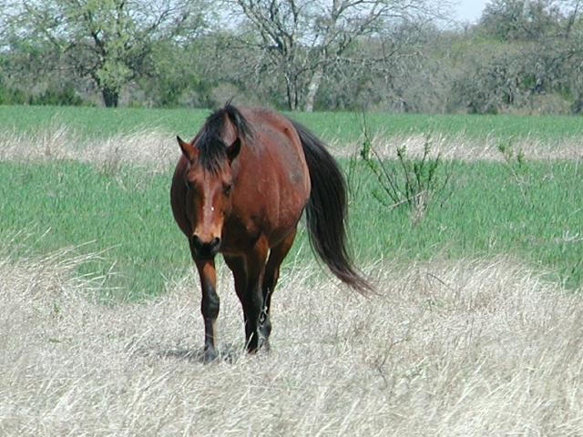 Georgetown, Texas - April 2003