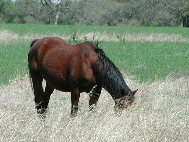 Georgetown, Texas - April 2003